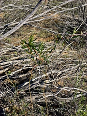 Billardiera cymosa