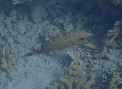 Cheilinus chlorourus