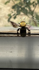 Xylocopa appendiculata