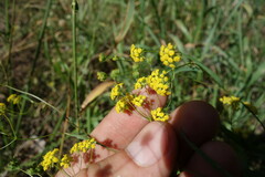Bupleurum scorzonerifolium