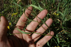 Bupleurum scorzonerifolium