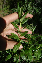 Rhododendron dauricum