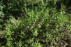 Rhododendron dauricum