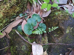 Cardamine circaeoides
