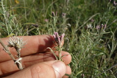 Saussurea salicifolia