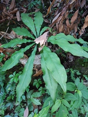 Arisaema erubescens