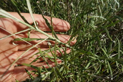 Saussurea salicifolia