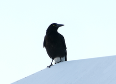 Strepera versicolor arguta