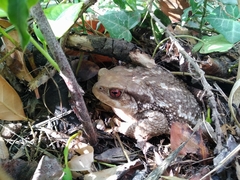 Bufo spinosus