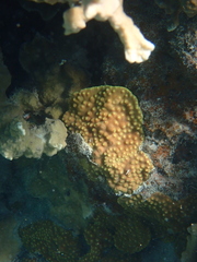 Turbinaria