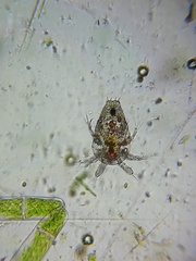 Copepoda