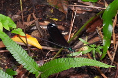Matrona cyanoptera