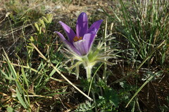 Pulsatilla