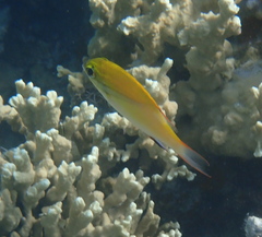 Scolopsis bilineata