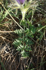 Pulsatilla