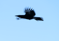 Strepera versicolor arguta