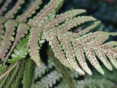 Deparia petersenii