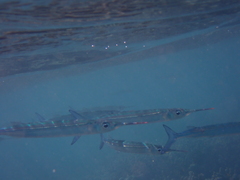 Hyporhamphus dussumieri