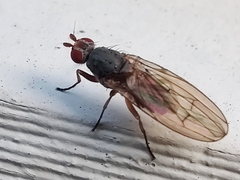 Heleomyzidae