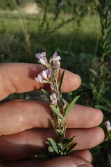 Lespedeza juncea