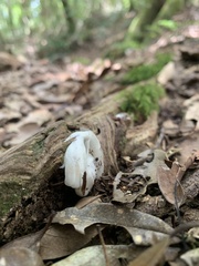 Monotropastrum humile