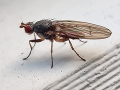 Heleomyzidae