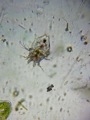 Copepoda