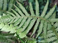 Deparia petersenii