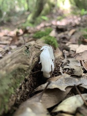 Monotropastrum humile