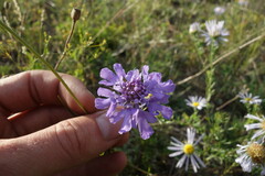 Scabiosa comosa