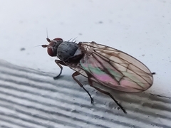Heleomyzidae