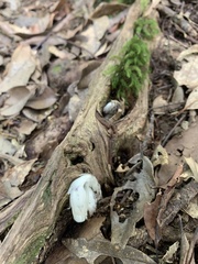 Monotropastrum humile