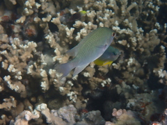 Pomacentrus callainus