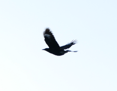 Strepera versicolor arguta