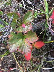 Rubus chamaemorus