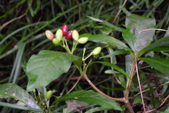 Rauvolfia verticillata