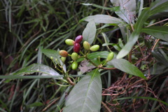 Rauvolfia verticillata