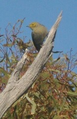 Ptilotula penicillata