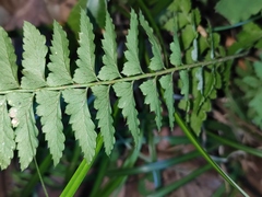 Polystichum tripteron