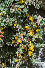 Acmispon heermannii