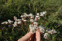 Goniolimon speciosum