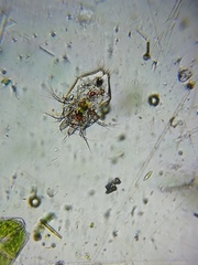 Copepoda