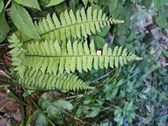 Polystichum tripteron