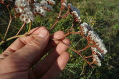 Goniolimon speciosum