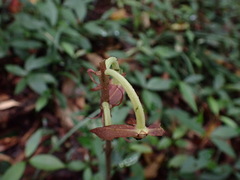 Eulophia zollingeri
