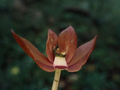 Eulophia zollingeri