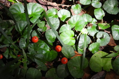 Geophila repens