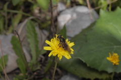 Eristalinae