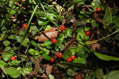 Geophila repens