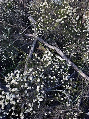 Cryptandra tomentosa